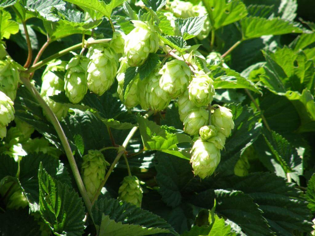What Are Hops?